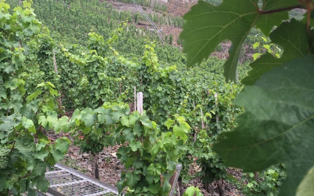 Weinlese und der goldende Herbst